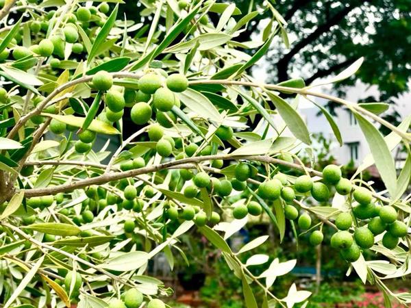 Vườn nhà đầy hoa, cây trái sai trĩu trịt phải thuê người làm không xuể của ca sĩ Mỹ Lệ - 10