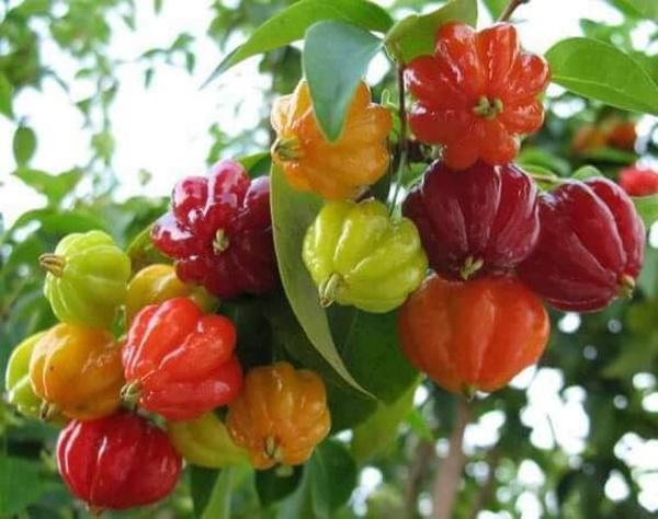 Vườn nhà đầy hoa, cây trái sai trĩu trịt phải thuê người làm không xuể của ca sĩ Mỹ Lệ - 12