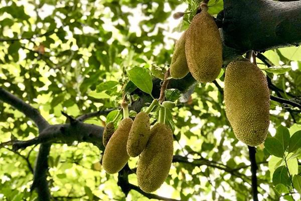 Vườn nhà đầy hoa, cây trái sai trĩu trịt phải thuê người làm không xuể của ca sĩ Mỹ Lệ - 4