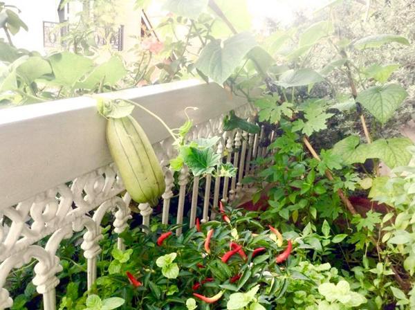 Vườn nhà đầy hoa, cây trái sai trĩu trịt phải thuê người làm không xuể của ca sĩ Mỹ Lệ - 8