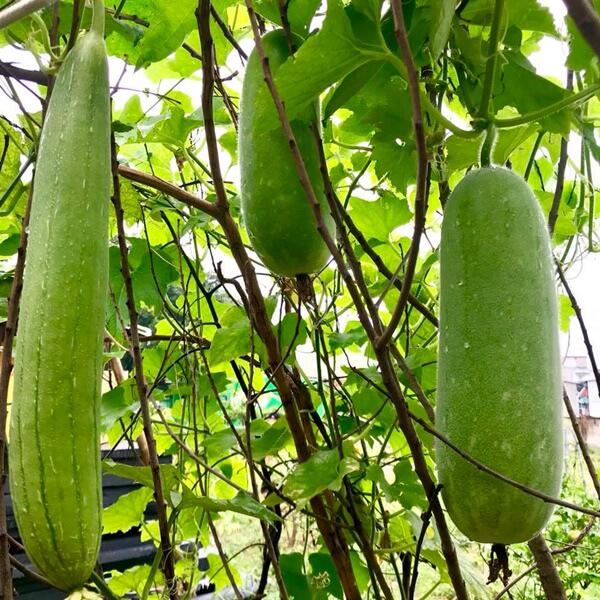 Vườn nhà đầy hoa, cây trái sai trĩu trịt phải thuê người làm không xuể của ca sĩ Mỹ Lệ - 5