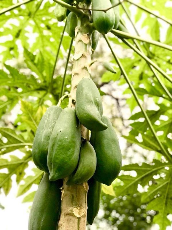 Vườn nhà đầy hoa, cây trái sai trĩu trịt phải thuê người làm không xuể của ca sĩ Mỹ Lệ - 7