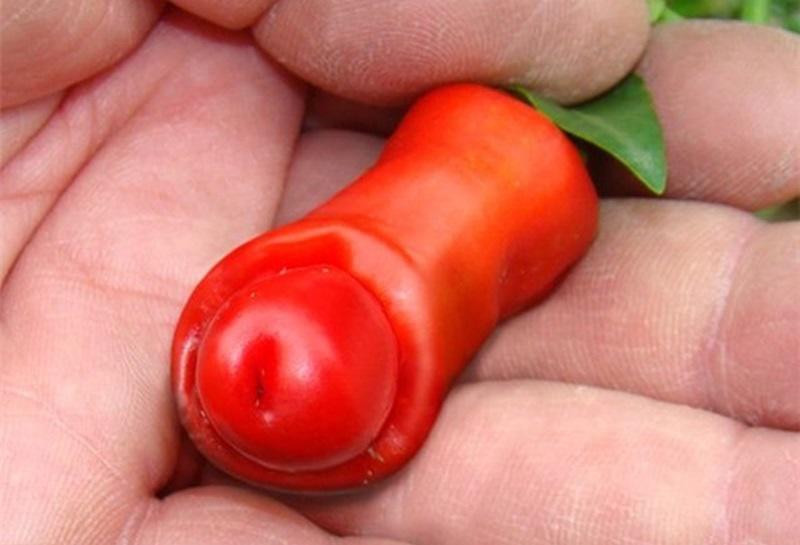 Loại ớt này có hình dạng giống "của quý" của nam giới khiến chị em đỏ mặt.
