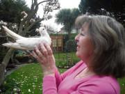 Lifestyle - Sốc độc lạ: Đây chính là chú chim câu sống lâu nhất thế giới