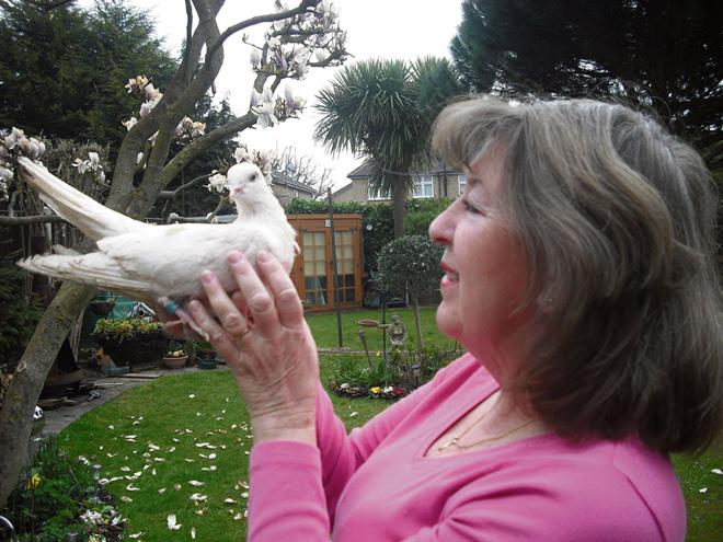 soc doc la: day chinh la chu chim cau song lau nhat the gioi - 1