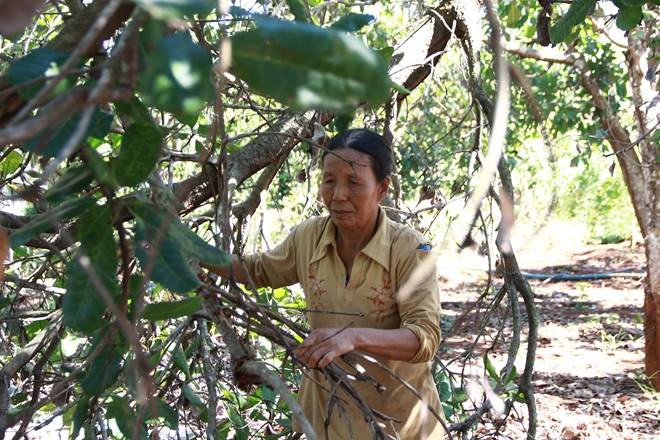 chuyen o “doc khong chong”: can rang, nhin nhuc di "xin" vai dua con ve nuoi - 2