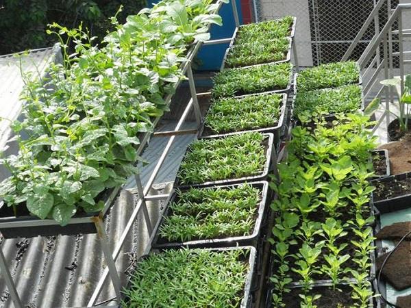 me ha noi tiet lo “than cong” cham cay lon nhanh nhu thoi nho 1 thanh dau phu - 3