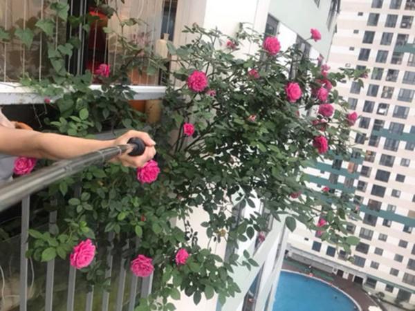 me ha noi tiet lo “than cong” cham cay lon nhanh nhu thoi nho 1 thanh dau phu - 1