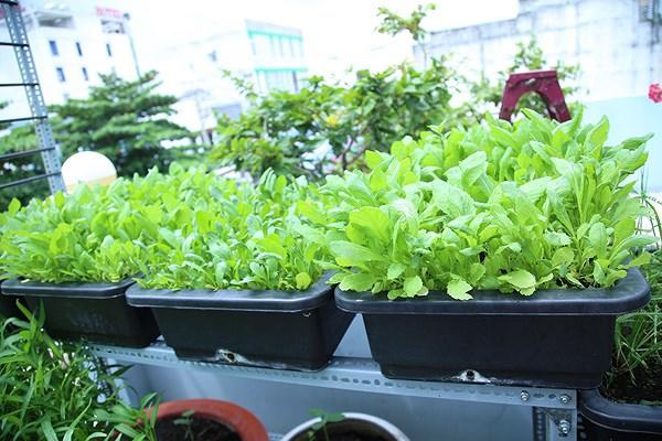 me ha noi tiet lo “than cong” cham cay lon nhanh nhu thoi nho 1 thanh dau phu - 4