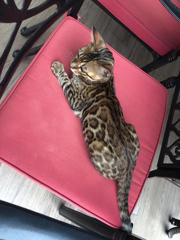 “hoc hoi” tran thanh khoe meo cung, vo dai gia kim cuong vo tinh lam lo “bi mat” tu gia - 1