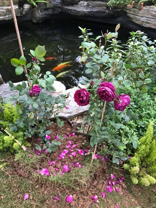 “hoc hoi” tran thanh khoe meo cung, vo dai gia kim cuong vo tinh lam lo “bi mat” tu gia - 2