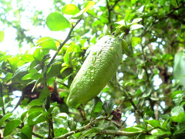 mach ban cach trong chanh ngon tay de ot cho ca nha thuong thuc - 9