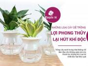Clip Eva - Top những loại cây cứ trồng là sống, lọc khí độc, lợi phong thủy cho gia chủ ngày càng "phất"