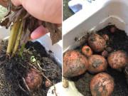 Nhà đẹp - Trồng hoa hồng theo clip trên mạng, mẹ trẻ “ngã ngửa” khi thu về hẳn 1 vựa… khoai tây