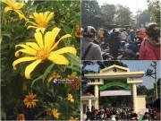 Xem ăn chơi - Hoa dã quỳ nở rộ, thanh niên đổ xô đến khiến Ba Vì "thất thủ" ngày cuối tuần