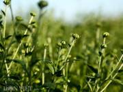 Lifestyle - Ảnh đẹp: Cúc họa mi trước ngày khoe sắc