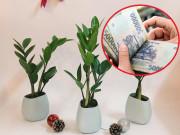 Nhà đẹp - Tiền ngập két 3 tháng cuối năm chỉ nhờ chọn đúng loại cây phong thủy trong nhà