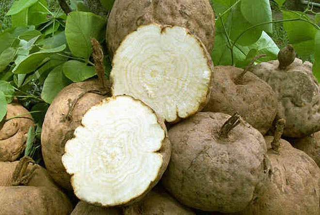 Loài sâm giúp chị em phụ nữ uống vào khiến chồng mê mẩn cả ngày lẫn đêm - 2