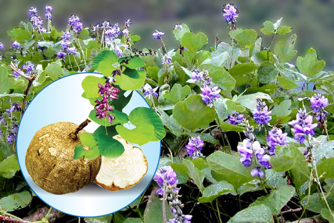 Loài sâm giúp chị em phụ nữ uống vào khiến chồng mê mẩn cả ngày lẫn đêm - 1