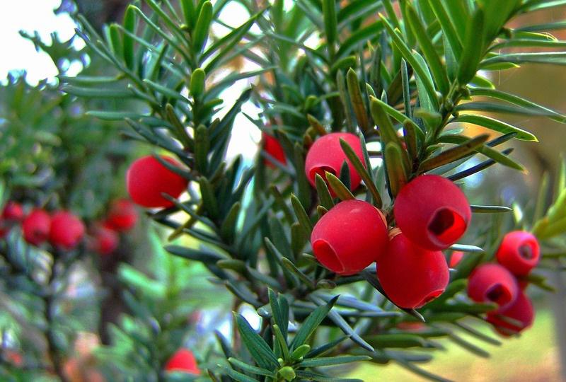 Cây thủy tinh Anh là một trong những loài cây độc mạnh, được trồng ở sân vườn các nhà thờ trên khắp nước Anh. Chúng được coi là biểu tượng của cái chết của những linh hồn bất tử.
