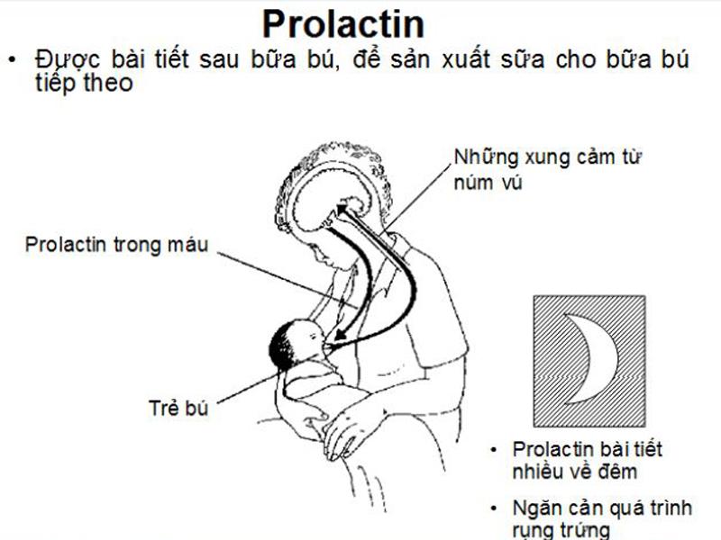 Cơ chế tiết sữa phụ thuộc nhiều vào yếu tố thần kinh. Khi con bú, sẽ kích thích vào các đầu dây thần kinh ở núm vú tạo thành luồng thần kinh ra thùy sau của tuyến yên tiết ra 2 nội tiết tố là: Prolactin và ocytixin.

