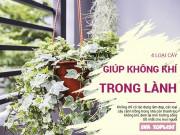 Clip Eva - Top cây cảnh để chỗ nào trong nhà cũng sống tốt, lại lọc khí cực "xịn"