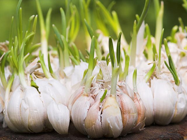 6 thực phẩm mọc mầm không hề độc mà là thần dược ngừa cả ung thư nhiều người bỏ phí