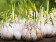 Sức khỏe - 6 thực phẩm mọc mầm không hề độc mà là "thần dược" ngừa cả ung thư nhiều người bỏ phí
