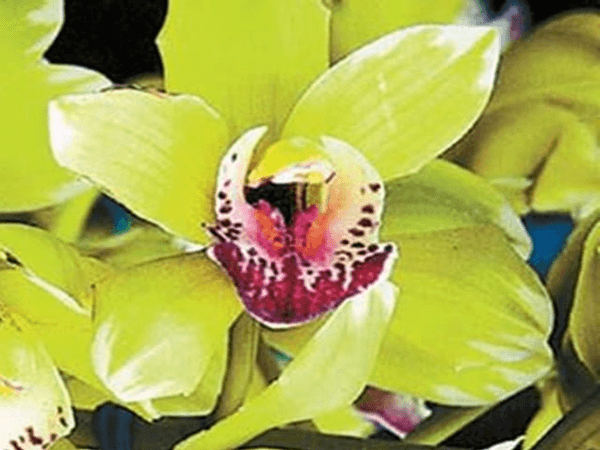 8 nam nuoi duong, 5 nam doi no hoa: dau tim voi gio phong lan 4,5 ty - 3