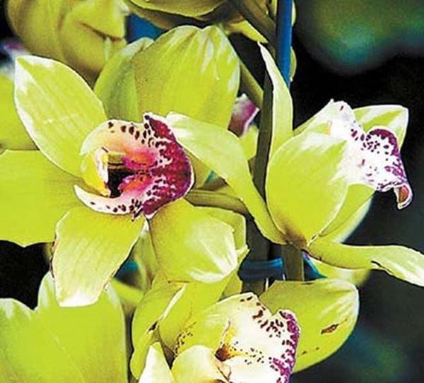 8 nam nuoi duong, 5 nam doi no hoa: dau tim voi gio phong lan 4,5 ty - 6