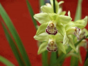 Nhà đẹp - 8 năm nuôi dưỡng, 5 năm đợi nở hoa: Đau tim với giò phong lan 4,5 tỷ