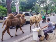 Lifestyle - Hai chú lạc đà giá hàng trăm triệu "dạo phố" Hà Nội gây sốt