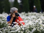 Lifestyle - Cúc hoạ mi Hà Nội vào mùa: Đâu chỉ giới trẻ, ông bà già cũng kéo nhau đi chụp ảnh