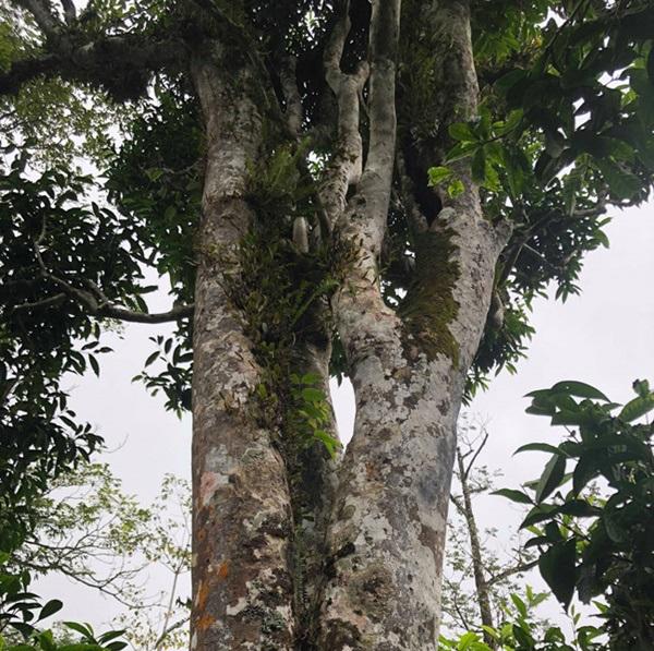 loai tra dac biet trung quoc ban gan 40 ty dòng/kg, viet nam con ca rung - 1