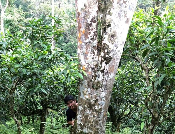 loai tra dac biet trung quoc ban gan 40 ty dòng/kg, viet nam con ca rung - 10