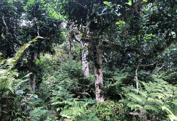 loai tra dac biet trung quoc ban gan 40 ty dòng/kg, viet nam con ca rung - 11