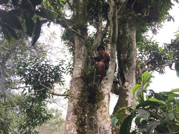 loai tra dac biet trung quoc ban gan 40 ty dòng/kg, viet nam con ca rung - 12