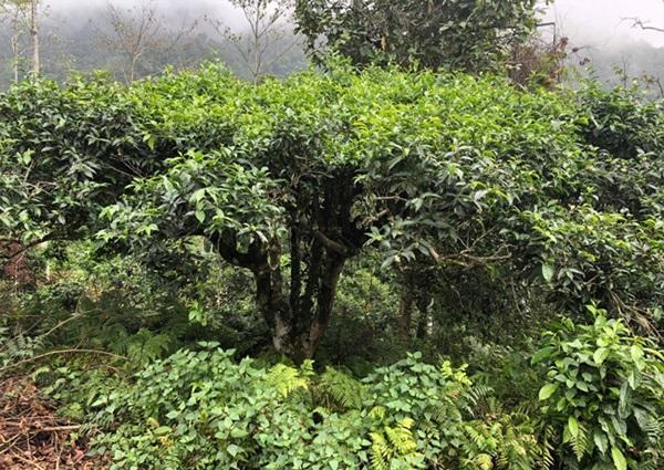 loai tra dac biet trung quoc ban gan 40 ty dòng/kg, viet nam con ca rung - 14