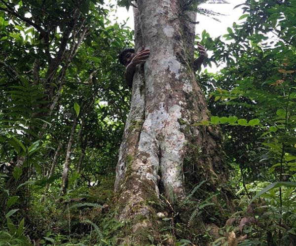 loai tra dac biet trung quoc ban gan 40 ty dòng/kg, viet nam con ca rung - 15