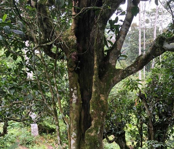 loai tra dac biet trung quoc ban gan 40 ty dòng/kg, viet nam con ca rung - 16