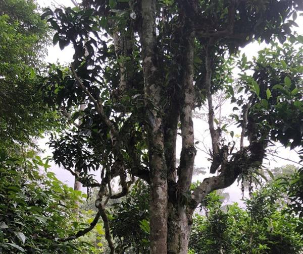 loai tra dac biet trung quoc ban gan 40 ty dòng/kg, viet nam con ca rung - 17