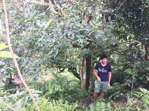 loai tra dac biet trung quoc ban gan 40 ty dòng/kg, viet nam con ca rung - 2