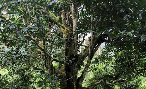 loai tra dac biet trung quoc ban gan 40 ty dòng/kg, viet nam con ca rung - 3