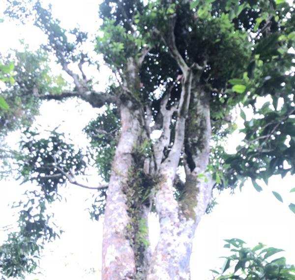 loai tra dac biet trung quoc ban gan 40 ty dòng/kg, viet nam con ca rung - 4