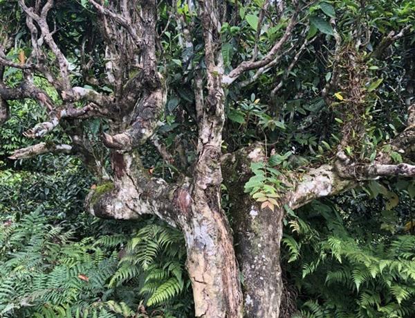 loai tra dac biet trung quoc ban gan 40 ty dòng/kg, viet nam con ca rung - 6