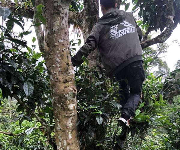 loai tra dac biet trung quoc ban gan 40 ty dòng/kg, viet nam con ca rung - 7