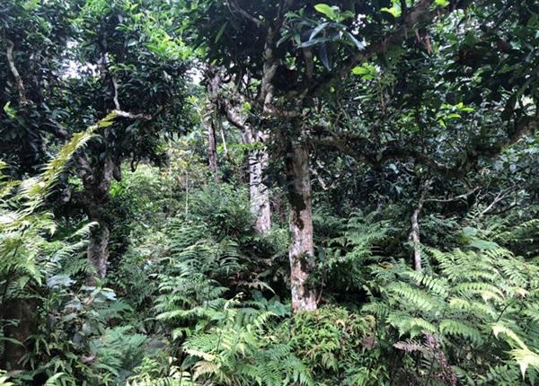 loai tra dac biet trung quoc ban gan 40 ty dòng/kg, viet nam con ca rung - 8