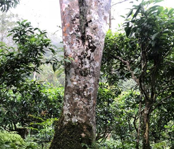 loai tra dac biet trung quoc ban gan 40 ty dòng/kg, viet nam con ca rung - 9