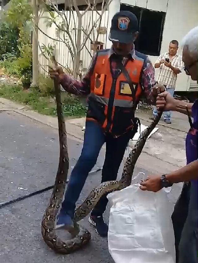 nghe tieng rit ghe ron ben trong tuong, chu nha pha ra moi phat hien dieu khung khiep - 3