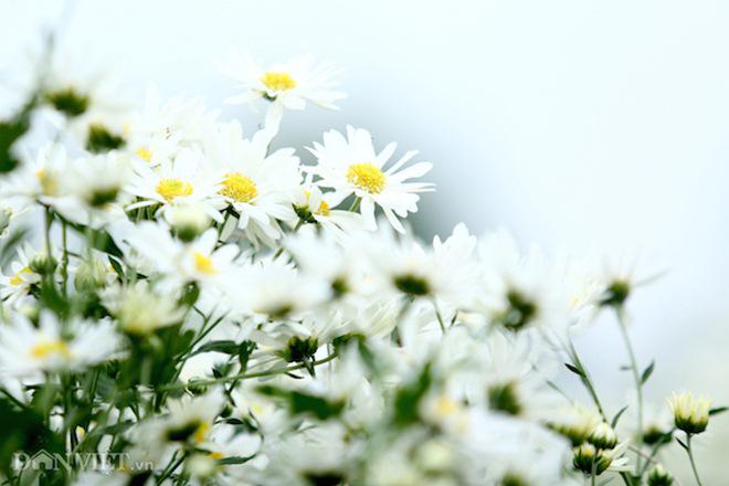 phia sau nhung buc anh cuc hoa mi dep la... ca dan "ban tia" co tam - 1